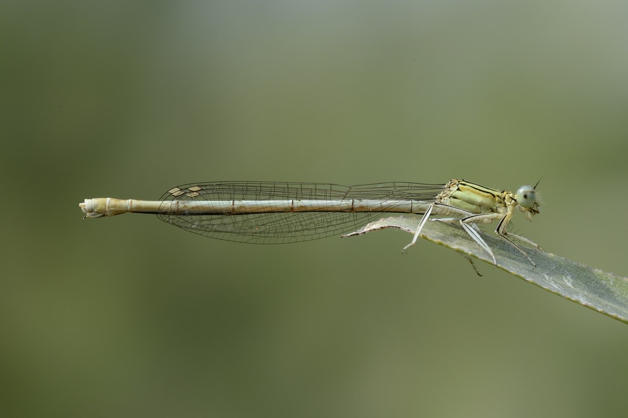 Platycnemis pennipes femmine immature?